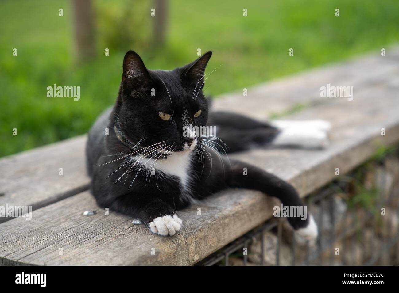 Abandono de animales hi-res stock photography and images - Alamy