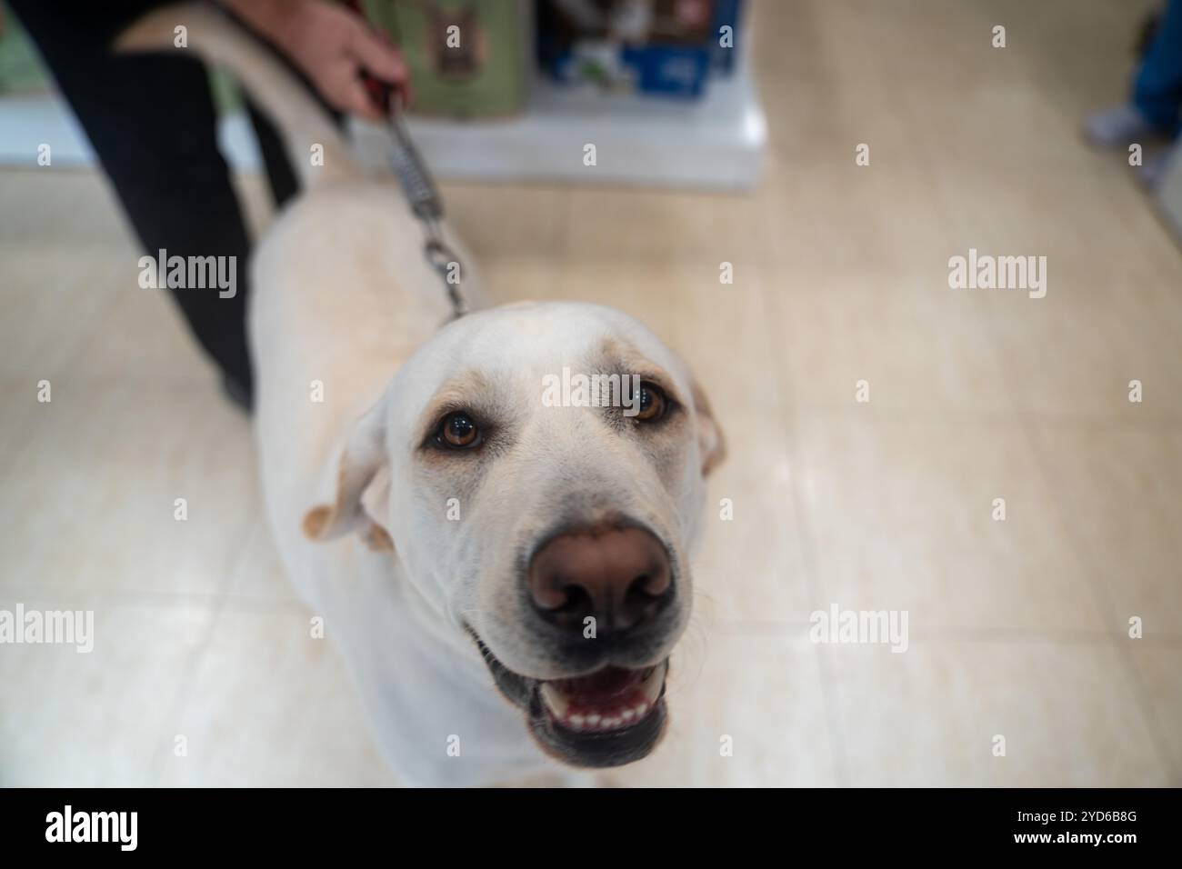 Abandono de animales hi-res stock photography and images - Alamy