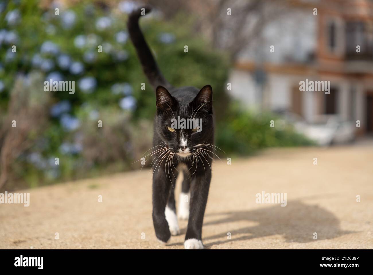 Abandono de animales hi-res stock photography and images - Alamy