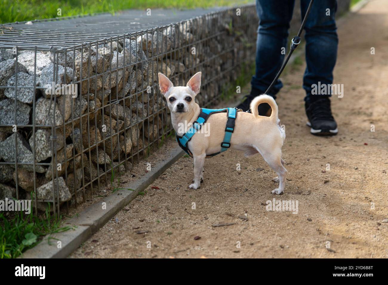 Abandono de animales hi-res stock photography and images - Alamy