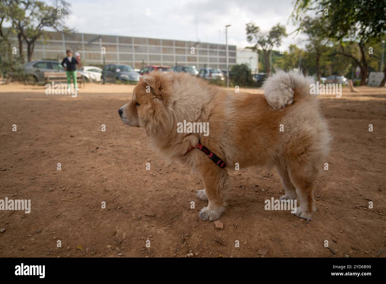 Abandono de animales hi-res stock photography and images - Alamy