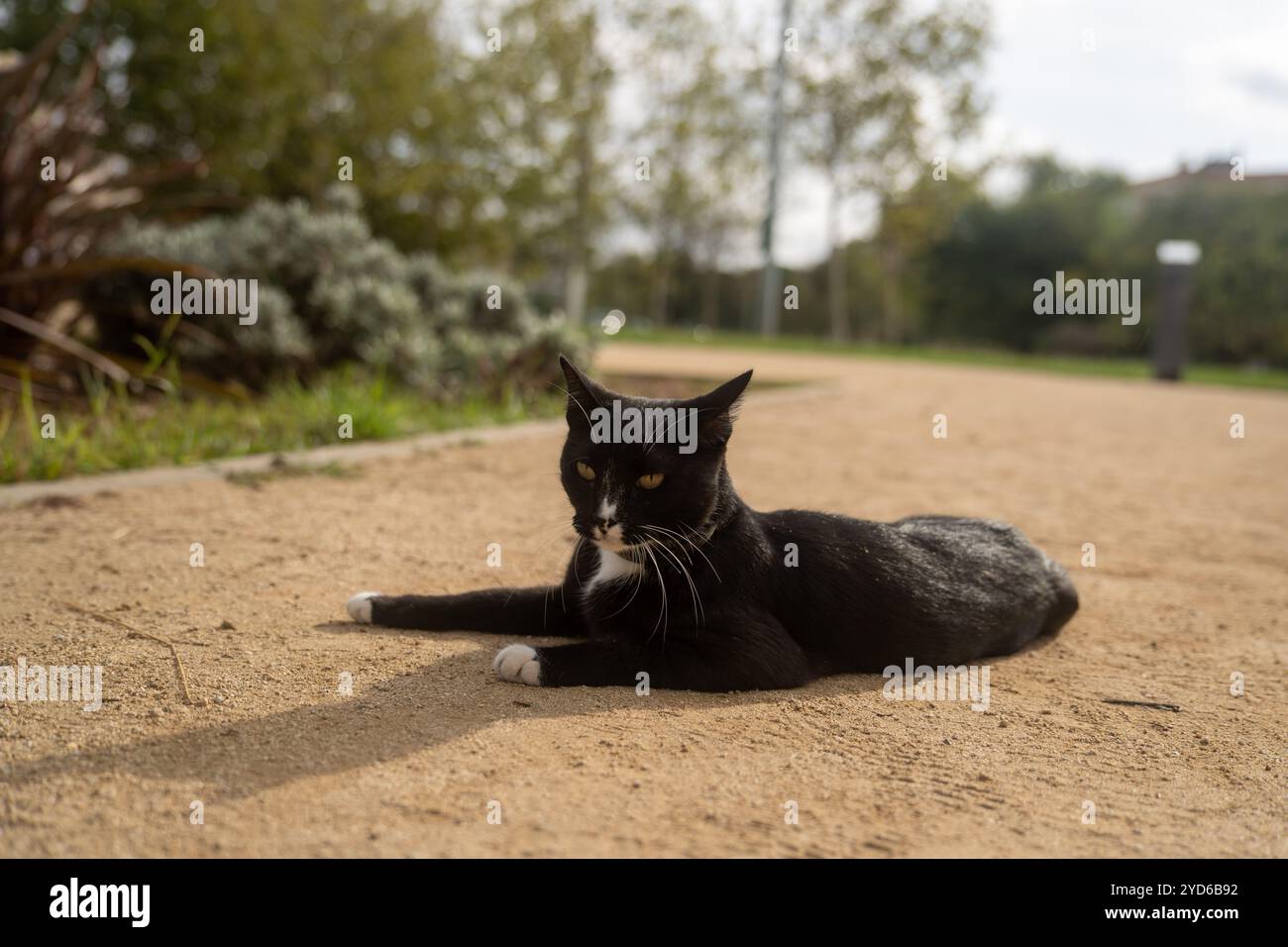 Abandono de animales hi-res stock photography and images - Alamy