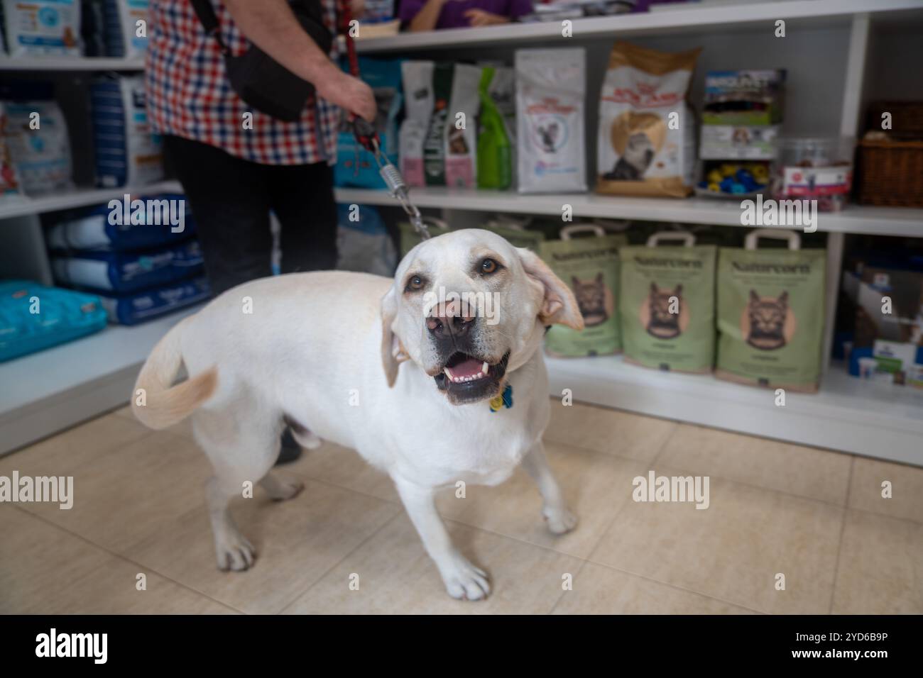 Abandono de animales hi-res stock photography and images - Alamy