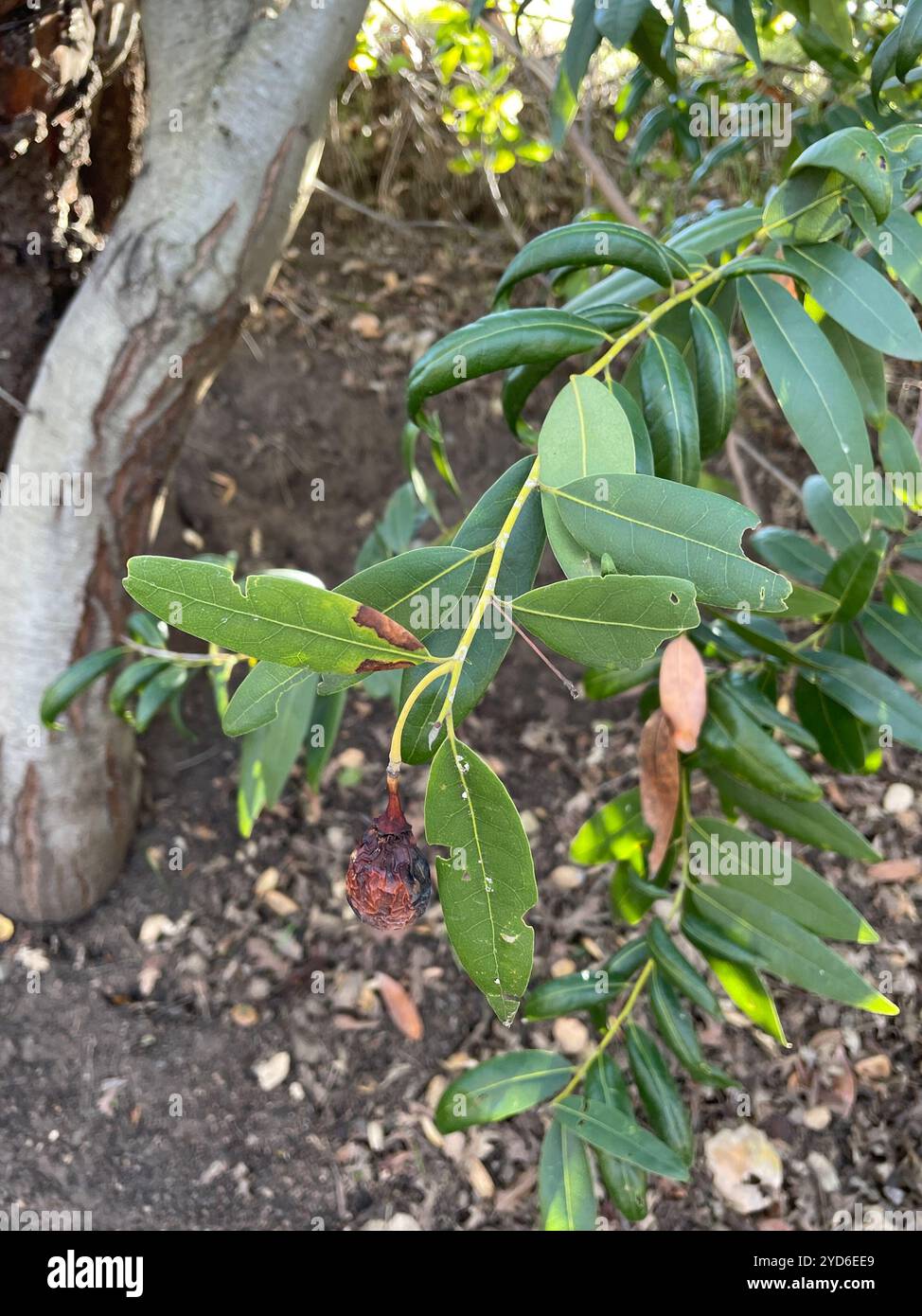 California bay (Umbellularia californica Stock Photo - Alamy