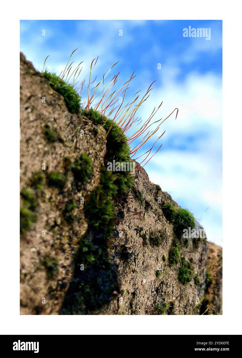 Capillary Thread-moss (Ptychostomum capillare Stock Photo - Alamy