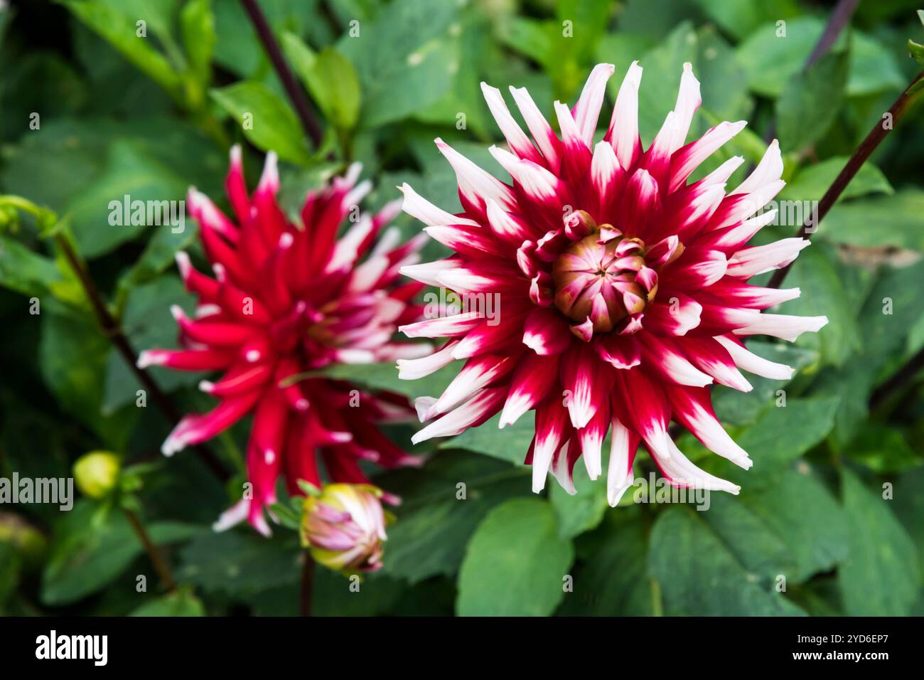 Dahlia 'Pfitzers Joker'. Stock Photo