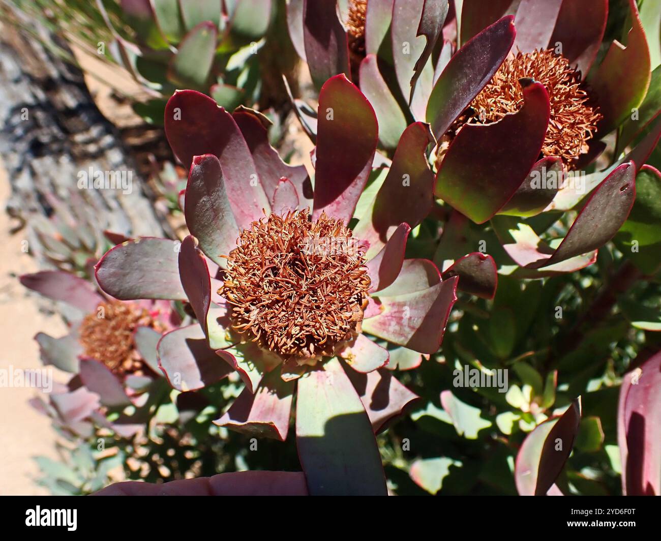 Spicy Conebush (Leucadendron tinctum) Stock Photo