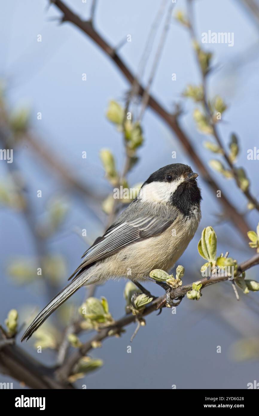 Portraiture of black capped chickadee. Stock Photo