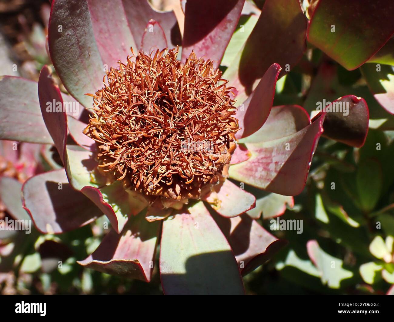 Spicy Conebush (Leucadendron tinctum) Stock Photo