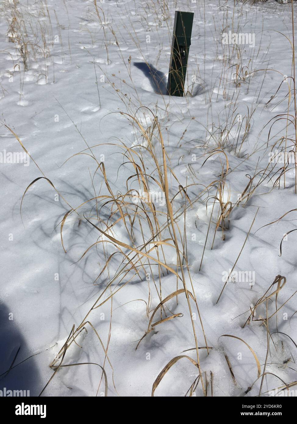 switchgrass (Panicum virgatum Stock Photo - Alamy
