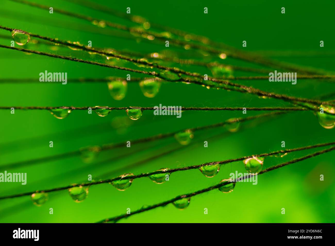 This macro photograph captures water droplets clinging to thin strands ...