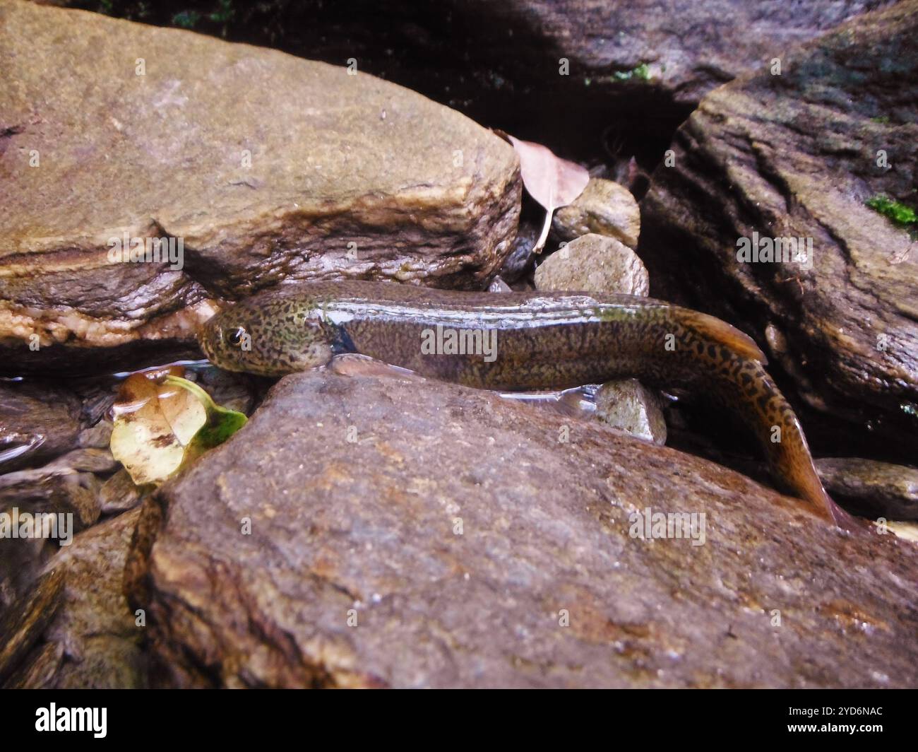 Climbing Galaxias (Galaxias brevipinnis) Stock Photo