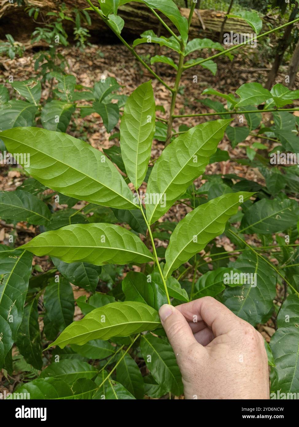Harpulia Tree Black Tulip (Harpullia pendula Stock Photo - Alamy