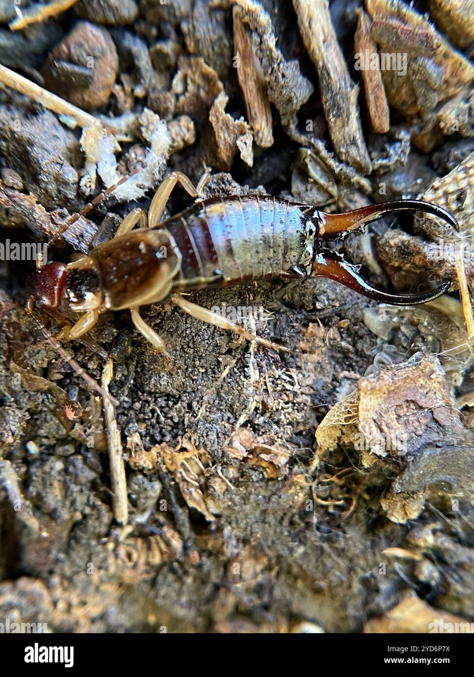 European Earwig Complex (Forficula auricularia Stock Photo - Alamy