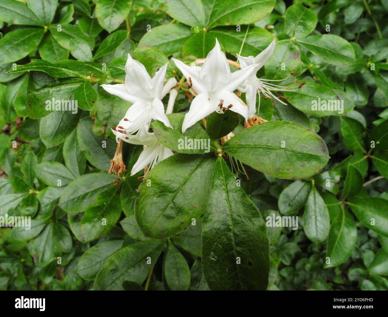 sansevieria bacularis care Buy Sansevieria Bacularis Mikado Sapling Online – Plant Orbit main image 1
