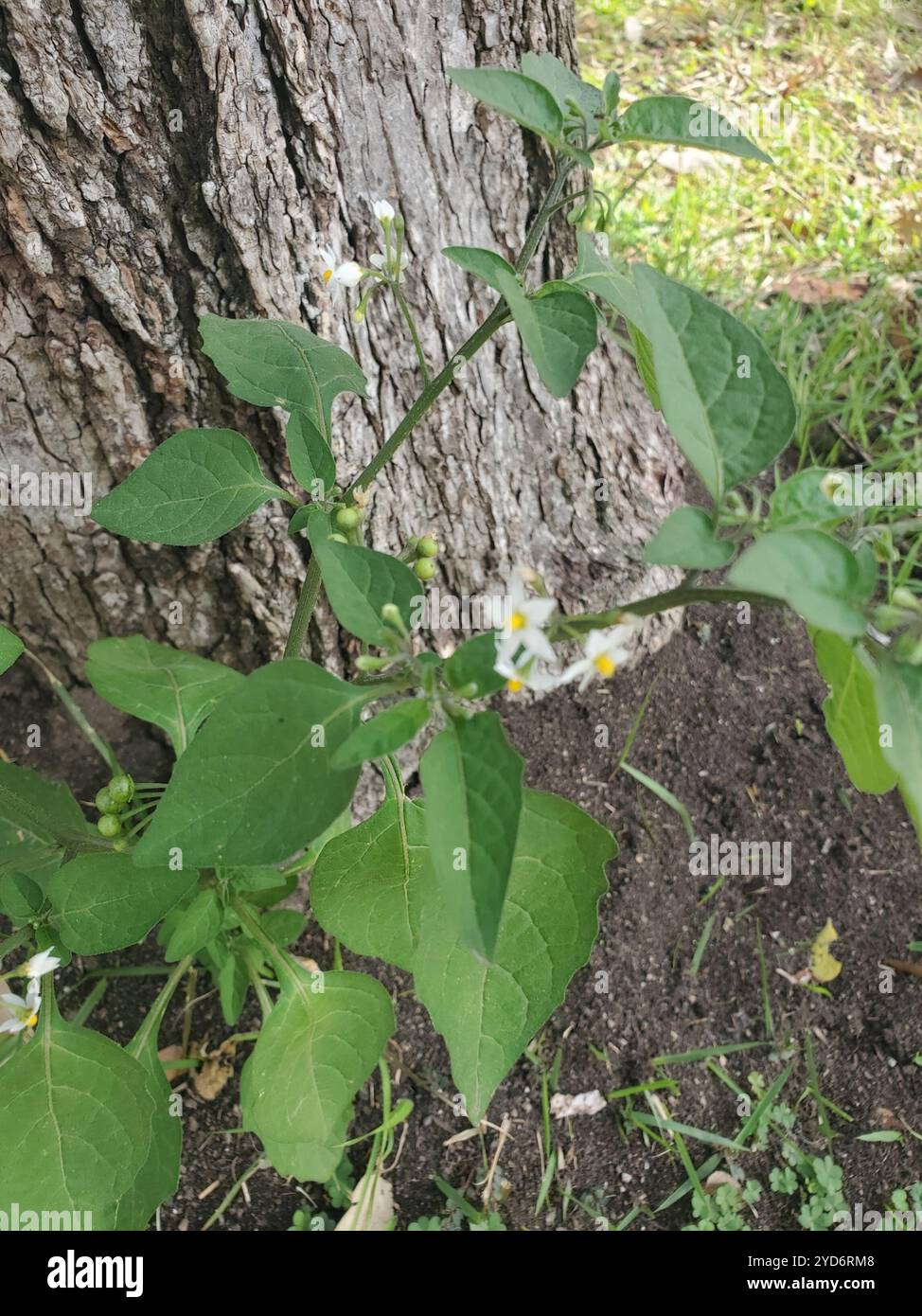 American black nightshade (Solanum americanum Stock Photo - Alamy