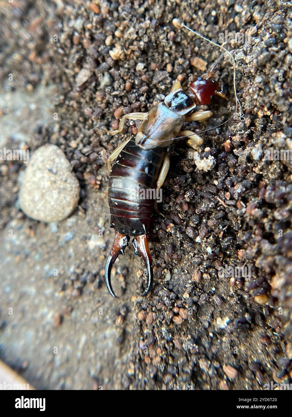 Forficula Shells European Earwig Complex (Forficula auricularia Stock Photo - Alamy