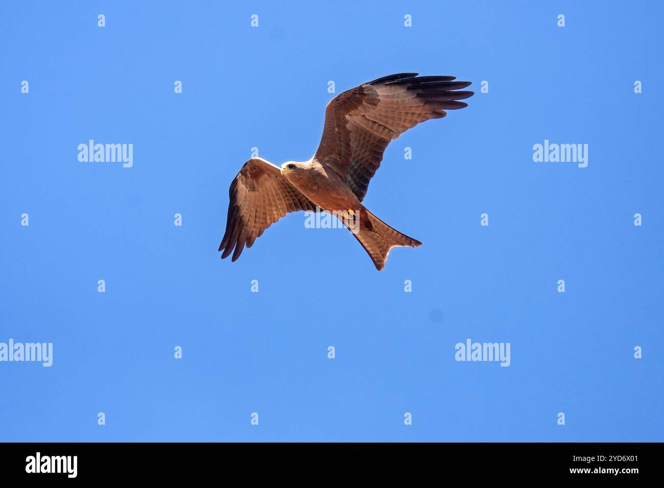 Black kite (Milvus migrans) flying in Kampala Uganda Stock Photo