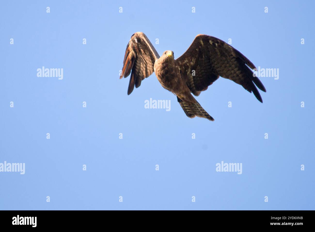 Black kite (Milvus migrans) flying in Kampala Uganda Stock Photo