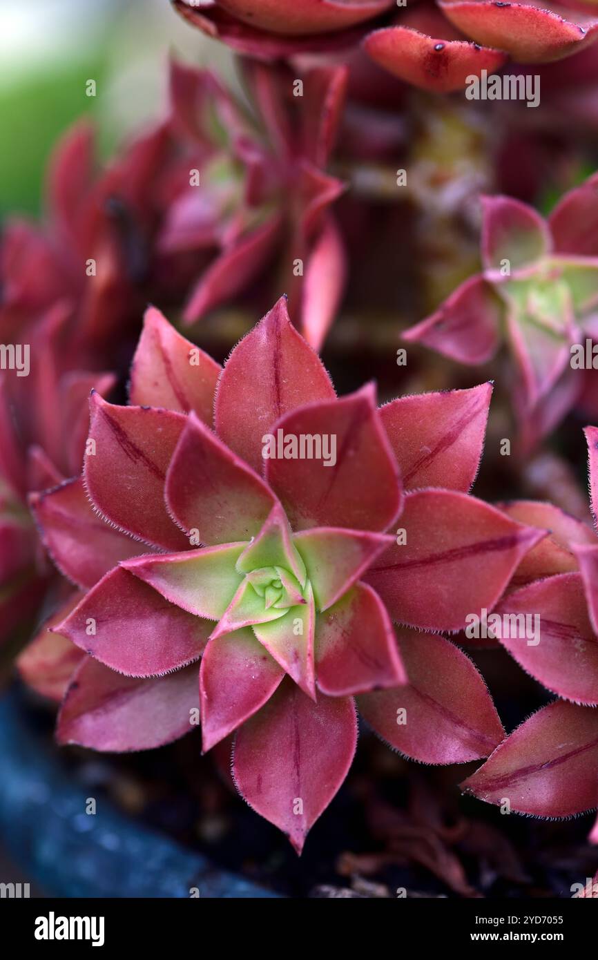 aeonium leucoblepharum,spoon-shaped pink-green leaves,dark leaves,dark succulent leaves,succulent,succulents,foliage,fleshy leaves,RM Floral Stock Photo