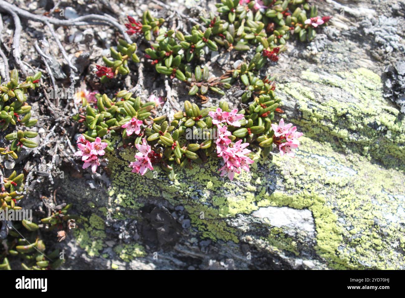 Kalmia procumbens hi-res stock photography and images - Alamy