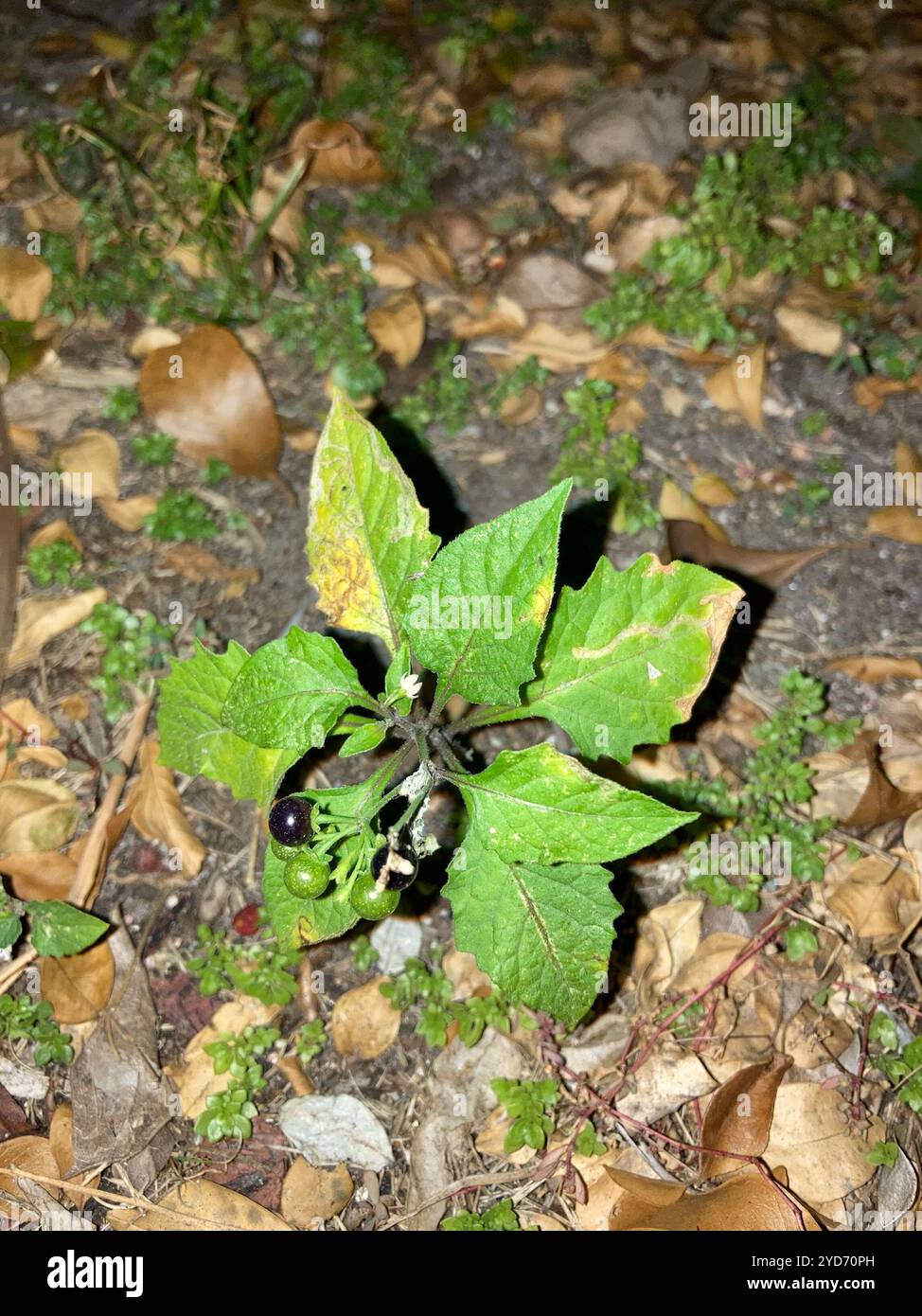 American black nightshade (Solanum americanum Stock Photo - Alamy