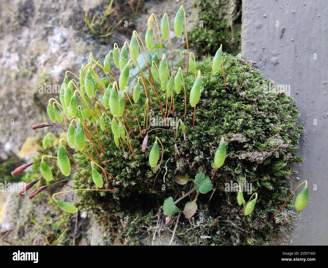 Capillary Thread-moss (Ptychostomum capillare Stock Photo - Alamy
