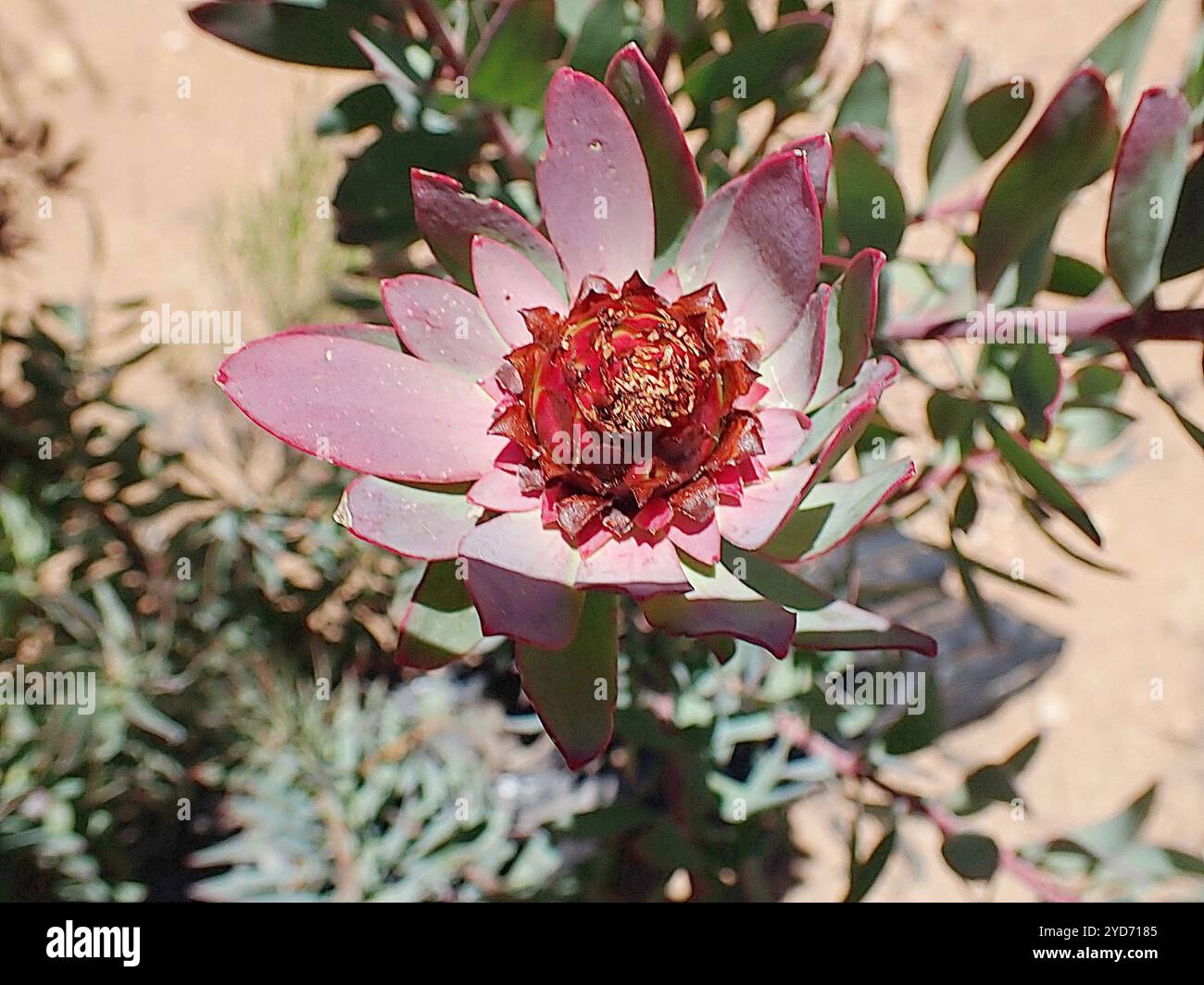Spicy Conebush (Leucadendron tinctum) Stock Photo