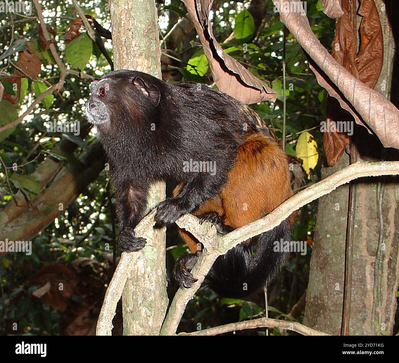 Weddell s Saddle back Tamarin Saguinus Weddelli Weddelli Stock Photo weddell-s-saddle-back-tamarin-saguinus-weddelli-weddelli-stock-photo