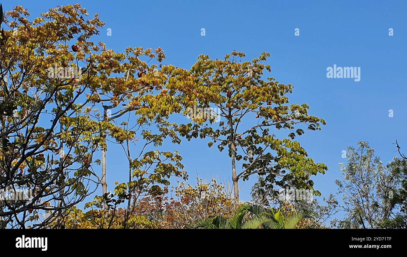 Sterculia foetida hi-res stock photography and images - Alamy