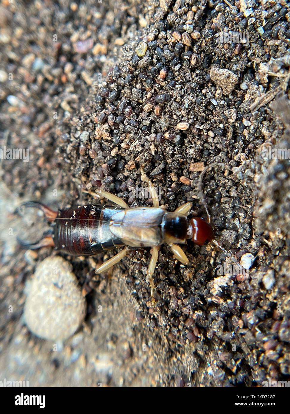 Forficula Shells European Earwig Complex (Forficula auricularia Stock Photo - Alamy