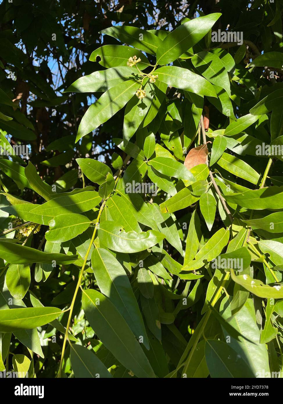 California bay (Umbellularia californica Stock Photo - Alamy