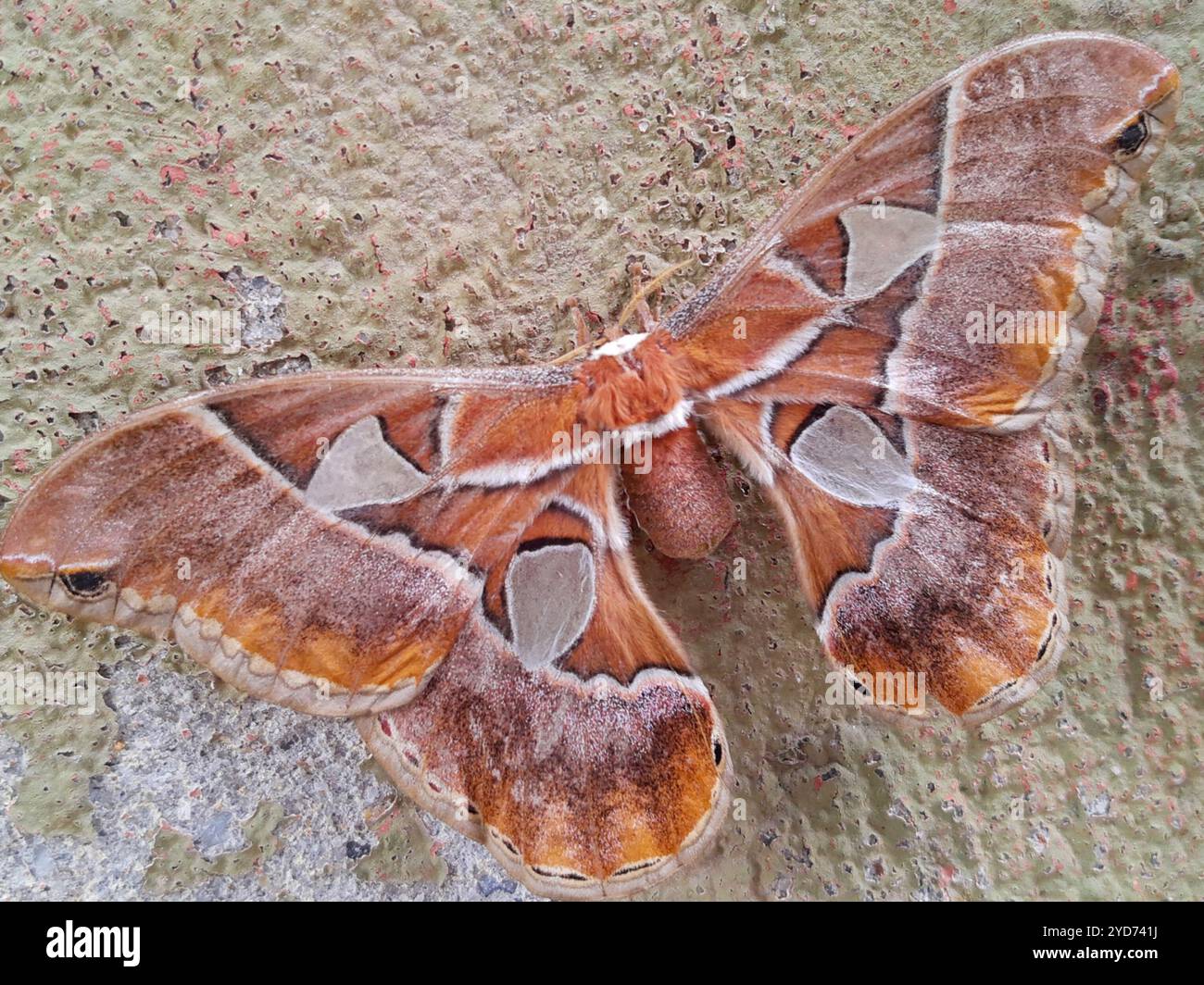 Rothschildia hesperus hi-res stock photography and images - Alamy