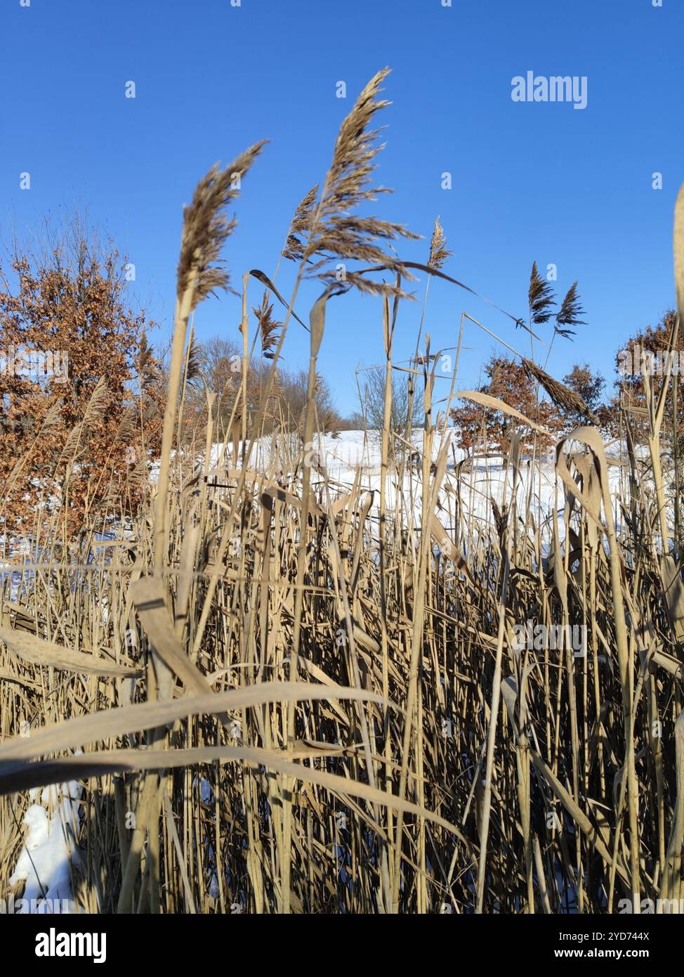 Types Of Reeds common reed (Phragmites australis Stock Photo - Alamy