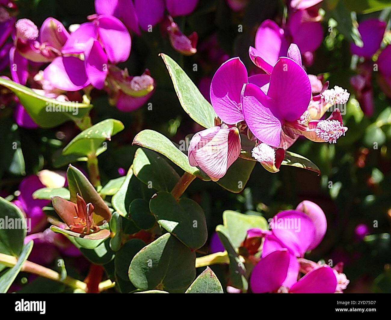 Heartleaf Falsepea (Polygala fruticosa Stock Photo - Alamy