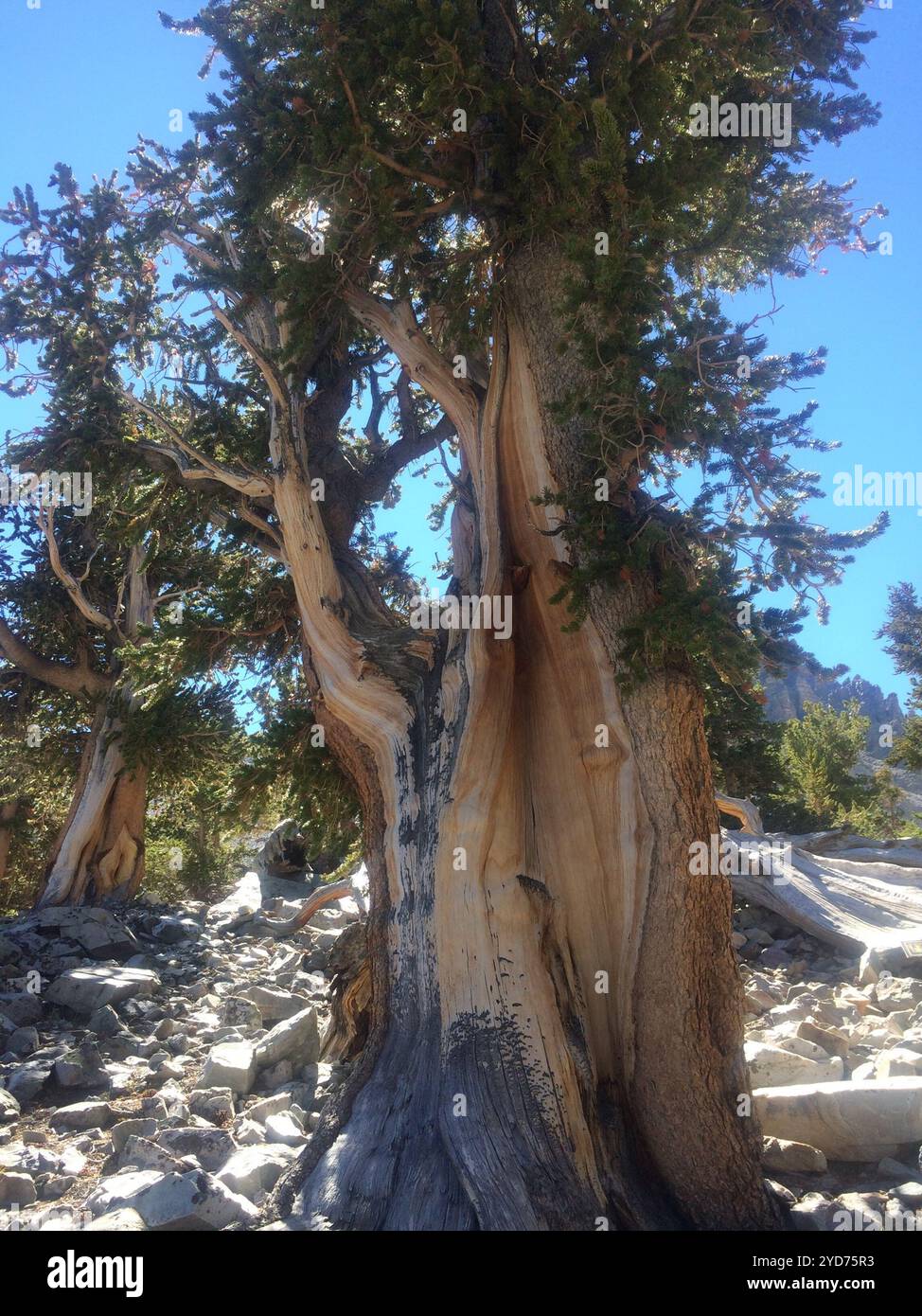 Great Basin Bristlecone Pine Pinus Longaeva Stock Photo Alamy Great Basin Bristlecone Pine Pinus Longaeva Stock Photo Alamy