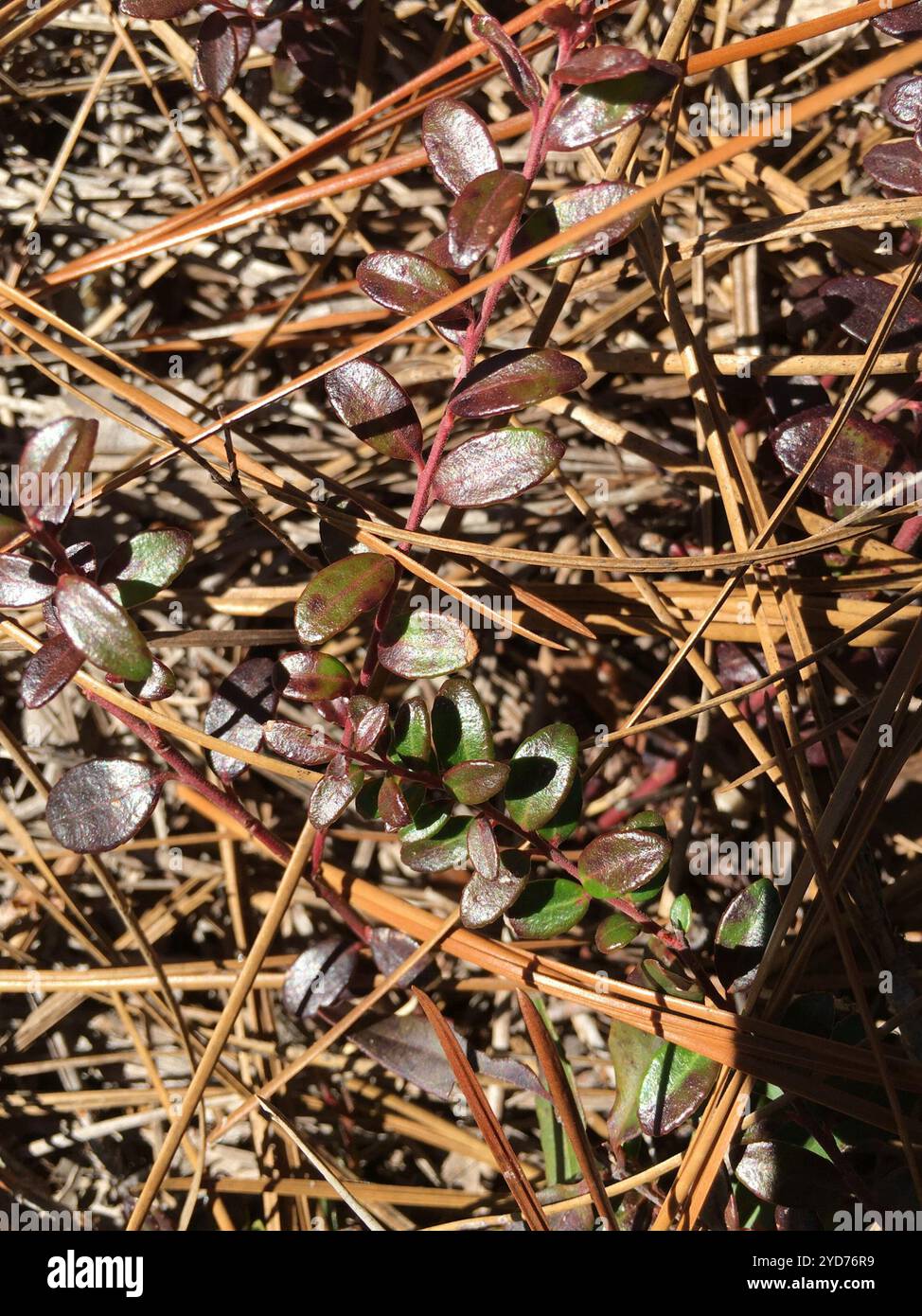 Creeping Blueberry (Vaccinium crassifolium Stock Photo - Alamy
