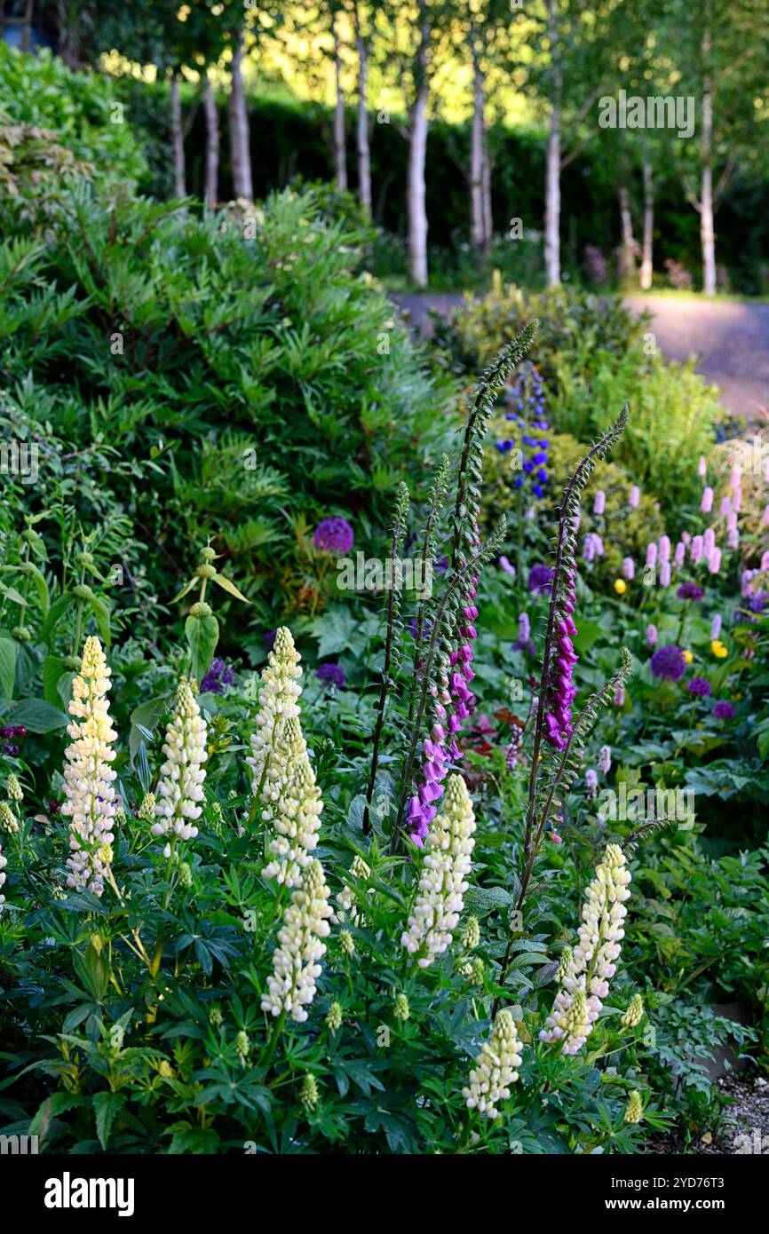 lupin and foxgloves,lupins and foxgloves,mixed planting scheme,cottage ...