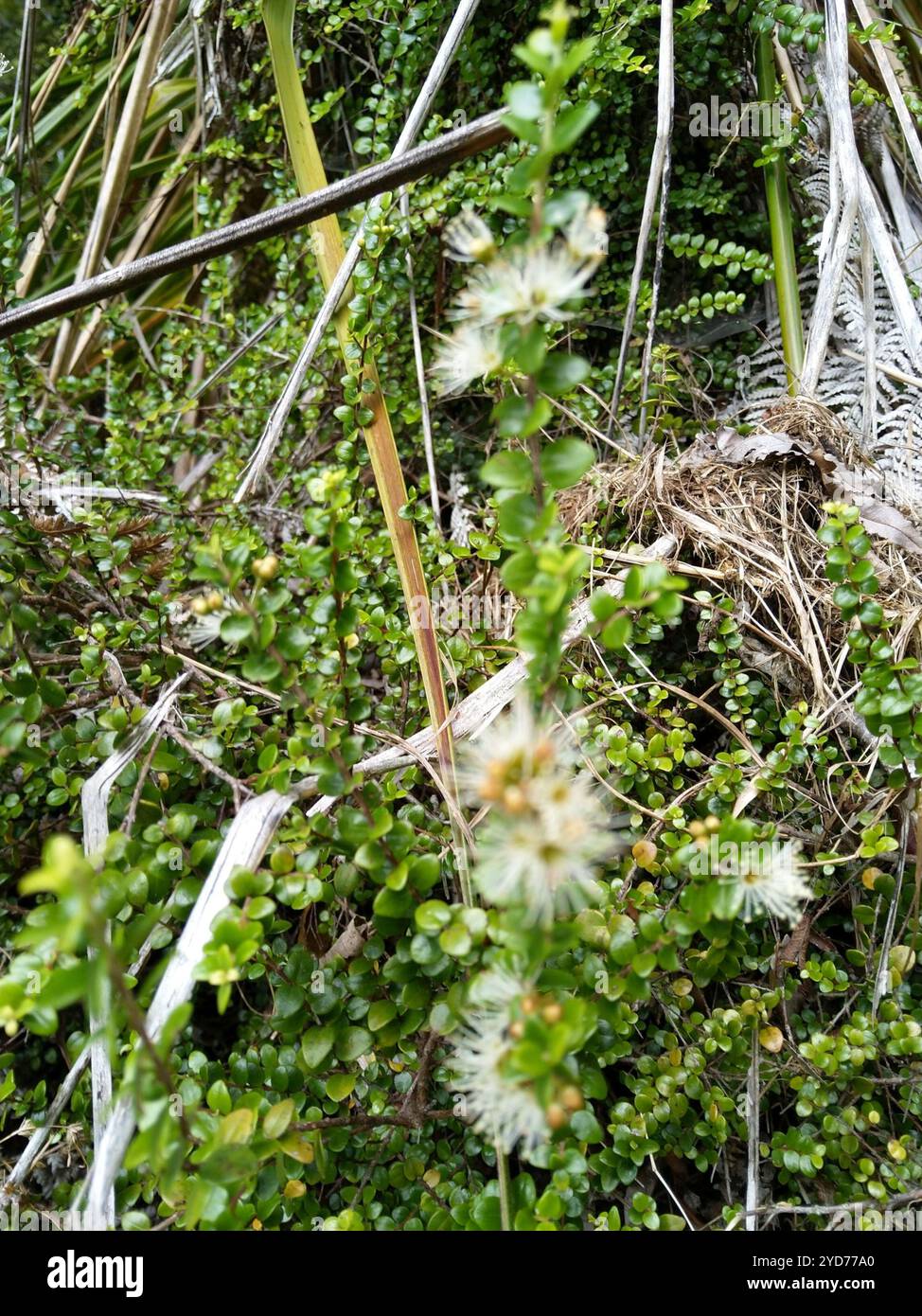 climbing rātā (Metrosideros perforata Stock Photo - Alamy