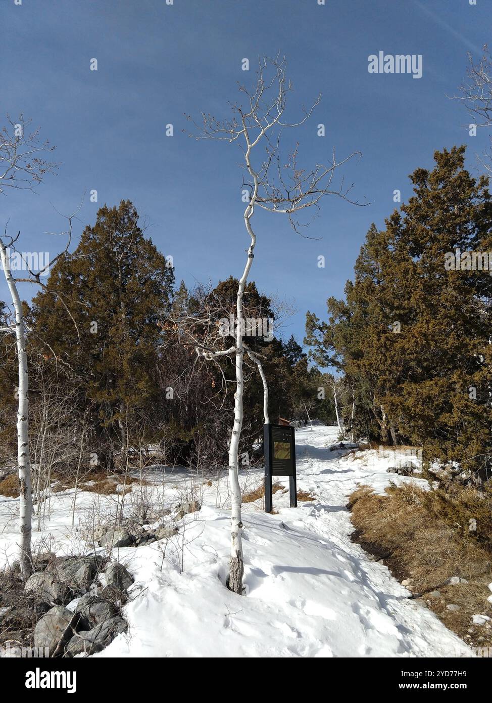 trembling aspen (Populus tremuloides Stock Photo - Alamy
