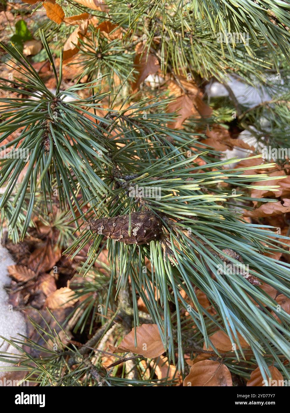 Pinus Sylvestris Rhs Scots pine (Pinus sylvestris Stock Photo - Alamy