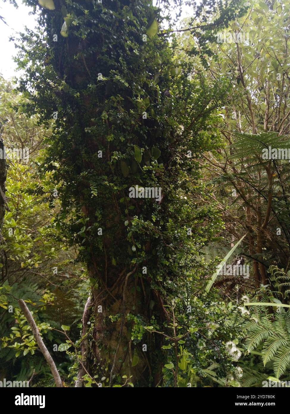 climbing rātā (Metrosideros perforata Stock Photo - Alamy