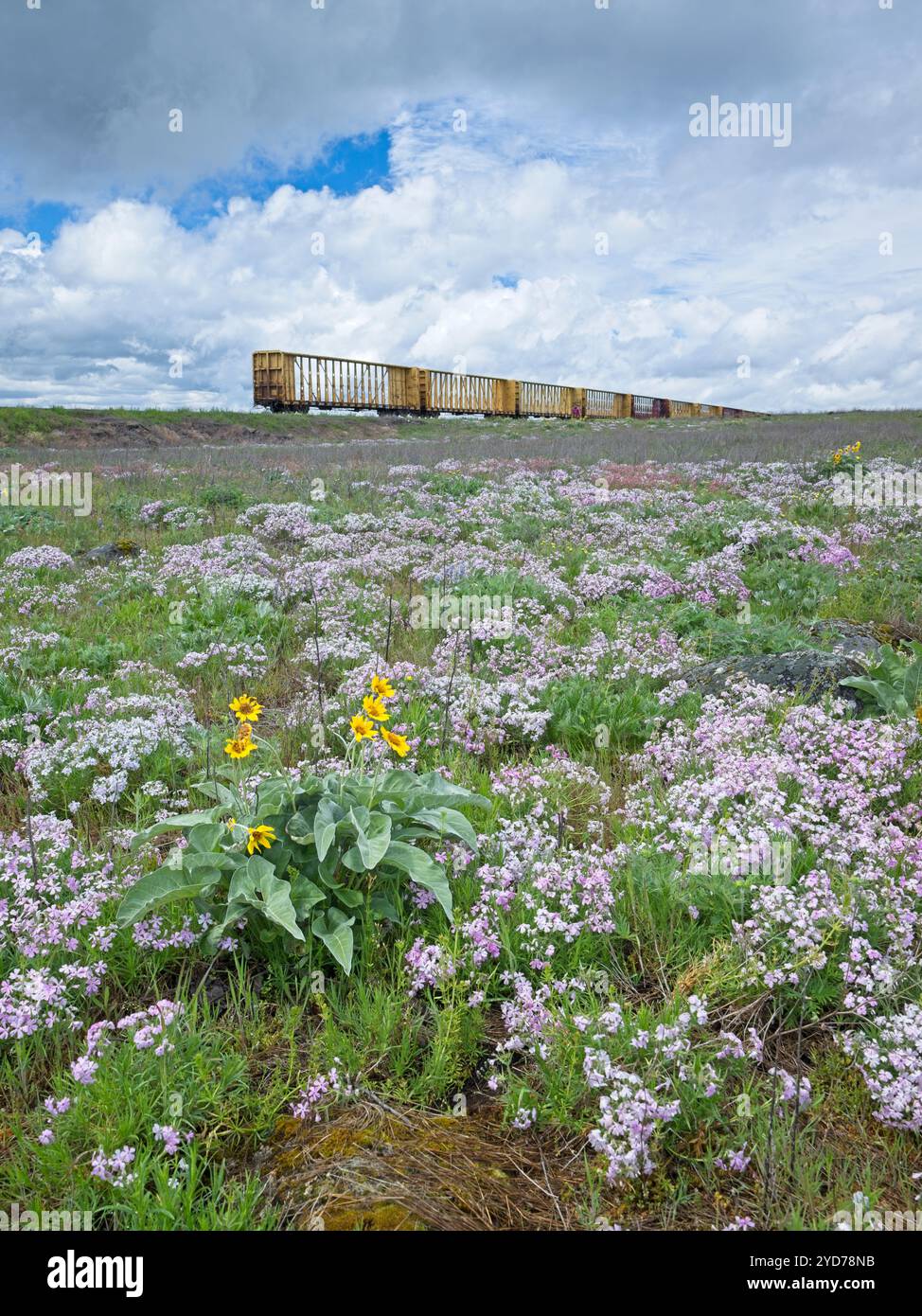 Field of wildflowers in Idaho Stock Photo - Alamy