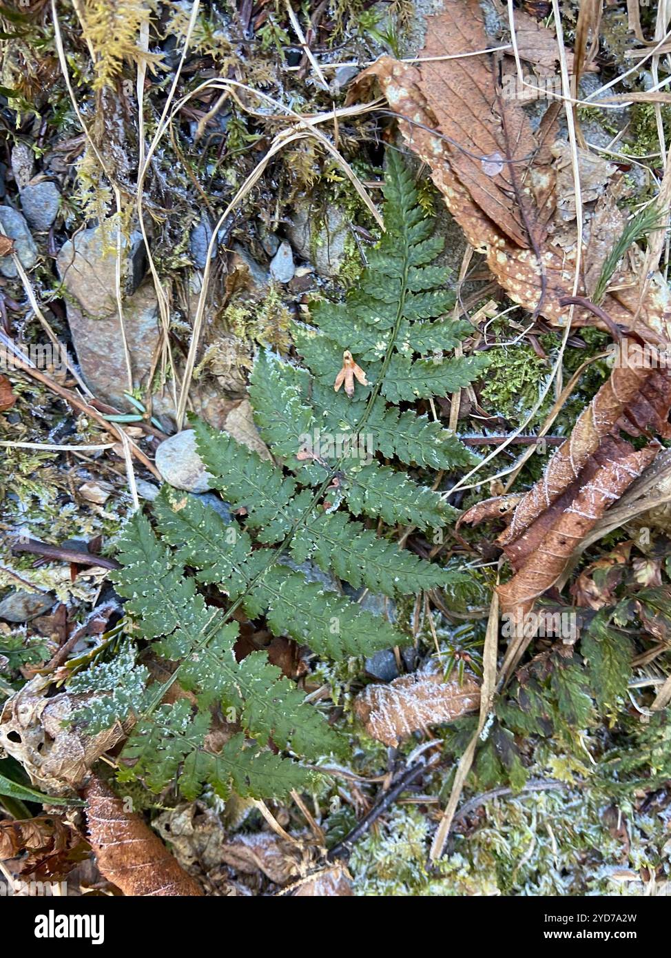intermediate wood fern (Dryopteris intermedia Stock Photo - Alamy