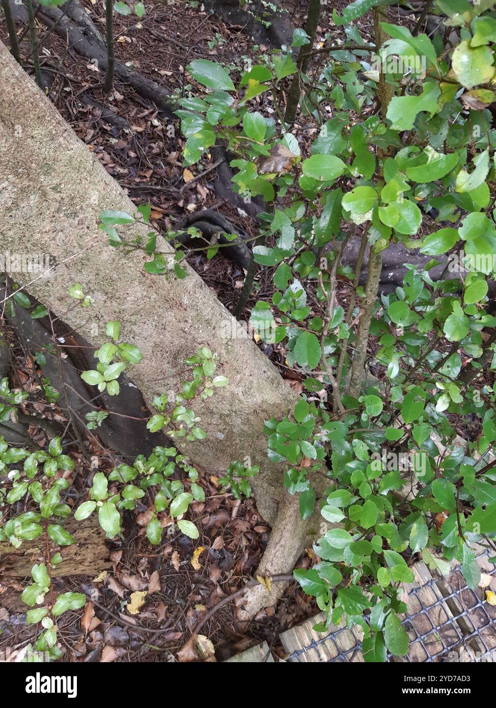 Pukatea (Laurelia novae-zelandiae Stock Photo - Alamy