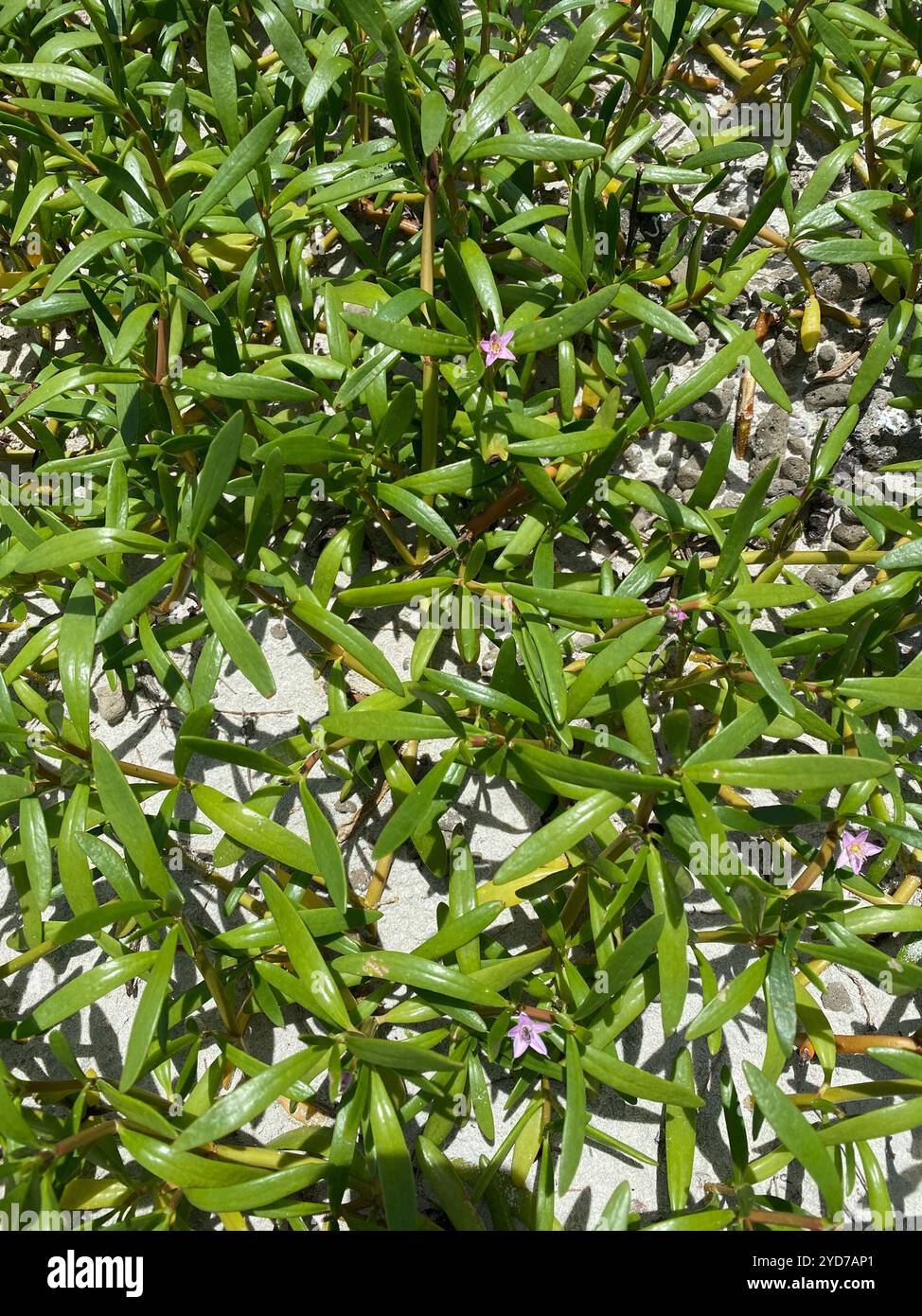 Sea Purslane Sesuvium Portulacastrum Stock Photo Alamy sea-purslane-sesuvium-portulacastrum-stock-photo-alamy