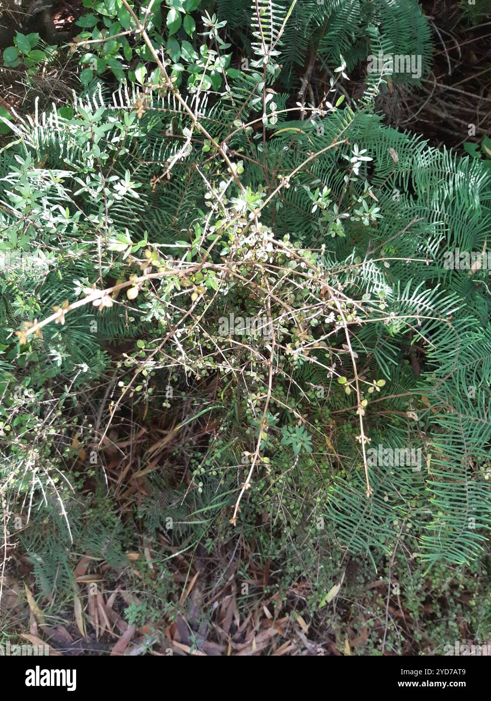 Twiggy coprosma (Coprosma rhamnoides Stock Photo - Alamy