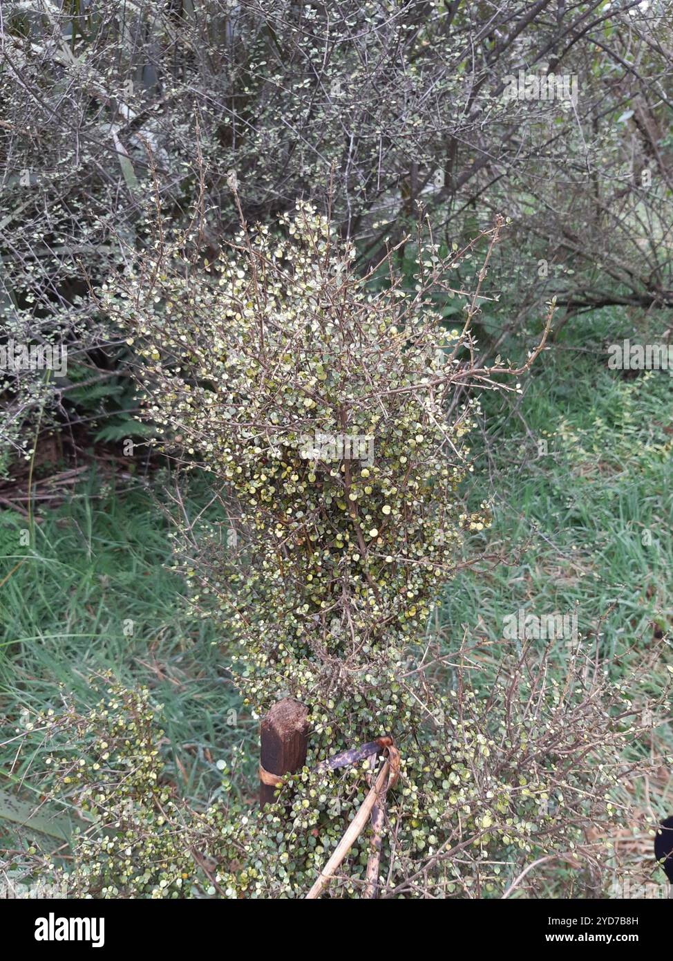 Twiggy coprosma (Coprosma rhamnoides Stock Photo - Alamy