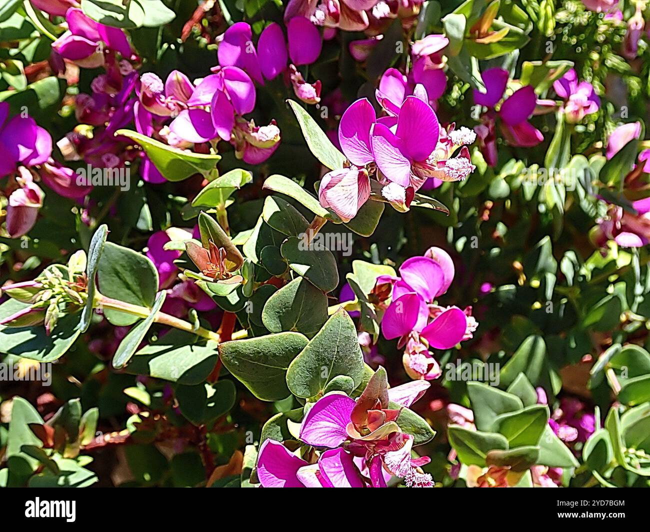 Heartleaf Falsepea (Polygala fruticosa Stock Photo - Alamy