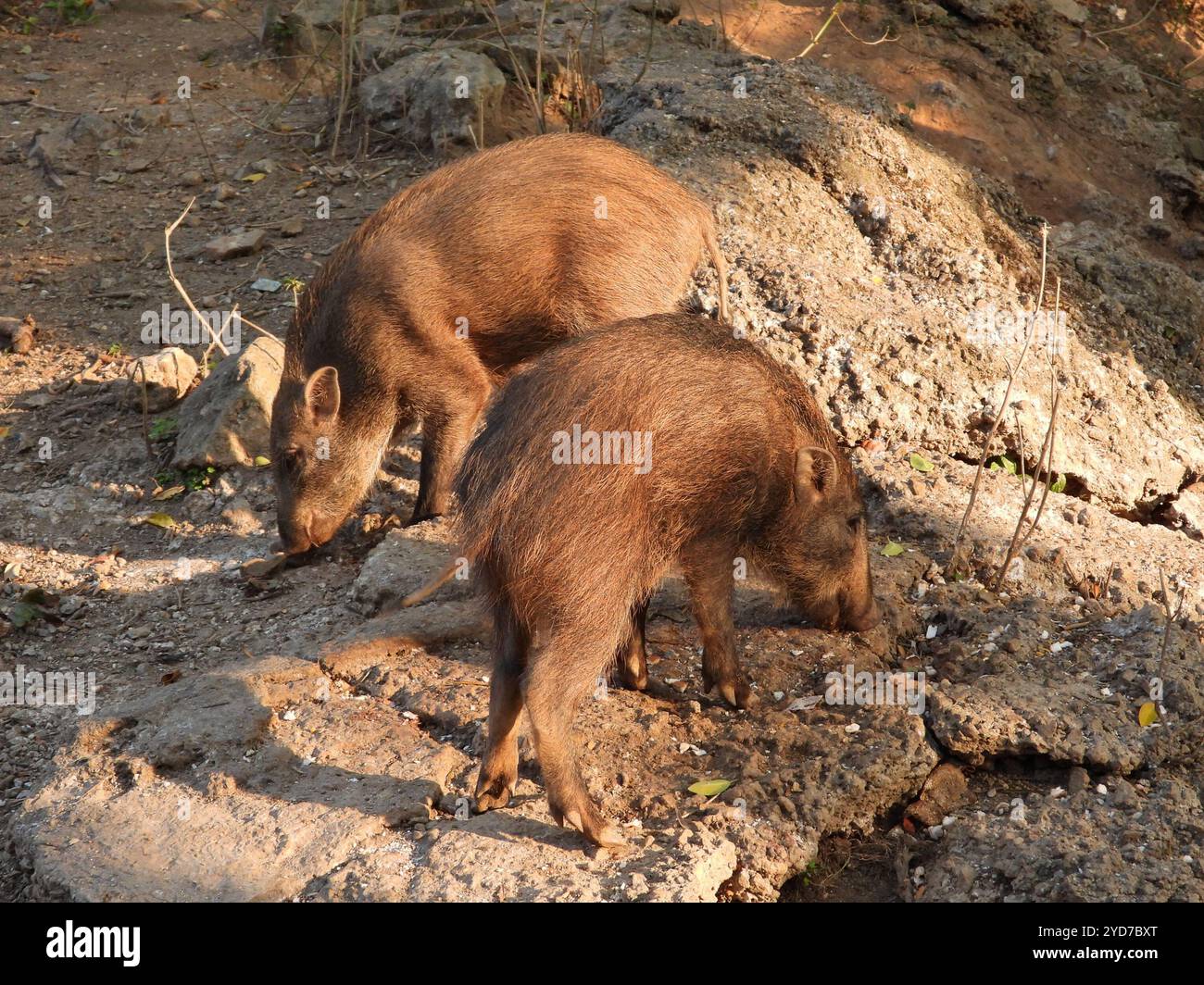 Scorafa South China Boar (Sus scrofa moupinensis Stock Photo - Alamy